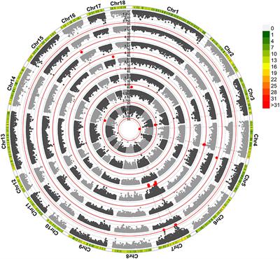 Genome-Wide Association Studies, Runs of Homozygosity Analysis, and Copy Number Variation Detection to Identify Reproduction-Related Genes in Bama Xiang Pigs